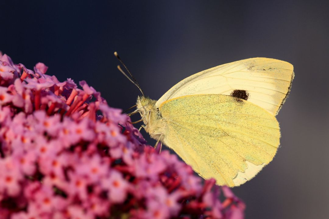 Foto: Alexander Adrion